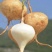 豆薯种子一点红双流牧马山凉薯地瓜早熟产量高脆甜爽口