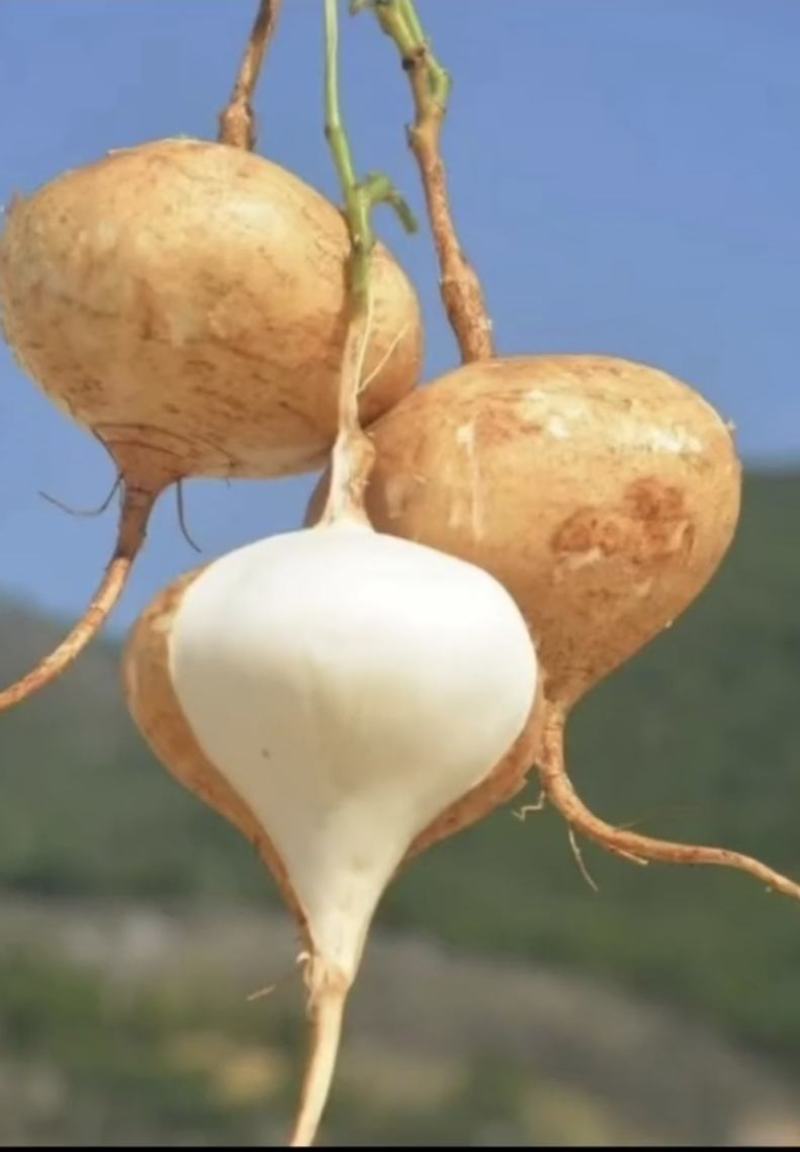 豆薯种子一点红双流牧马山凉薯地瓜早熟产量高脆甜爽口