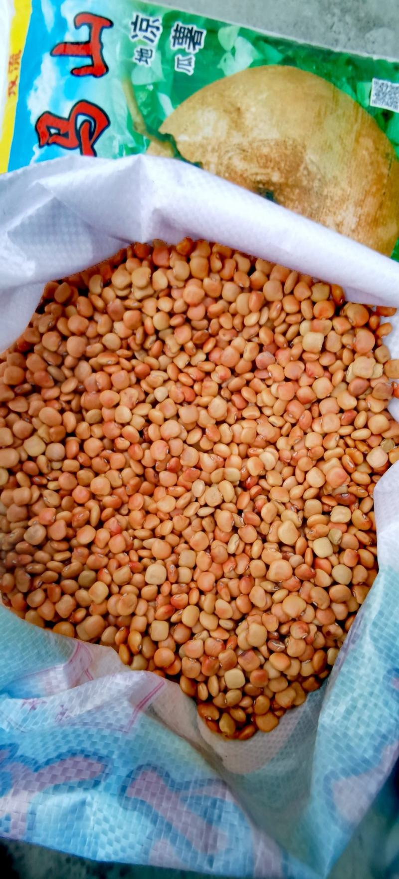 豆薯种子一点红双流牧马山凉薯地瓜早熟产量高脆甜爽口