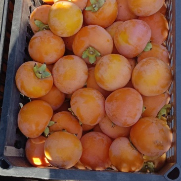 火葫蒌柿子