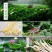 【泡菜】湖北特产泡藕带泡椒藕尖批发新鲜酸辣下饭菜泡菜凉菜