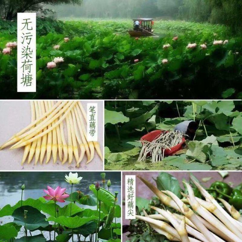 【泡菜】湖北特产泡藕带泡椒藕尖批发新鲜酸辣下饭菜泡菜凉菜