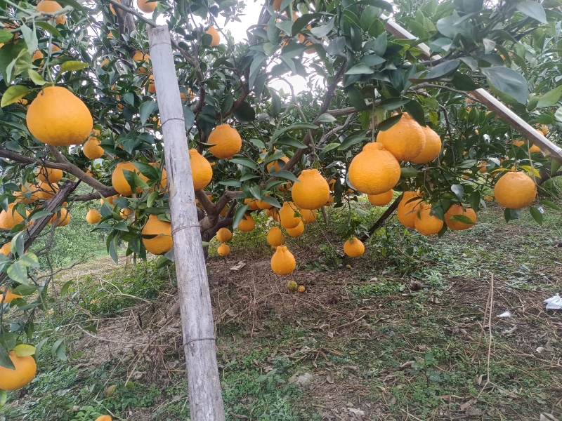 四川橘子不知火丑橘大量供应四川产地直发，货源充足，量大。