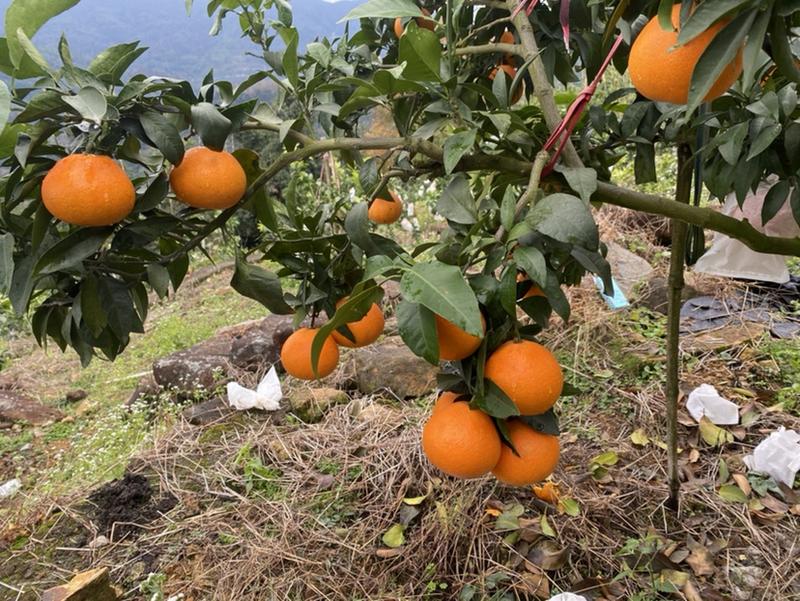 天泉红美人、黄美人、皇帝柑、沃柑、沙糖桔、葡萄柚、血橙、柚