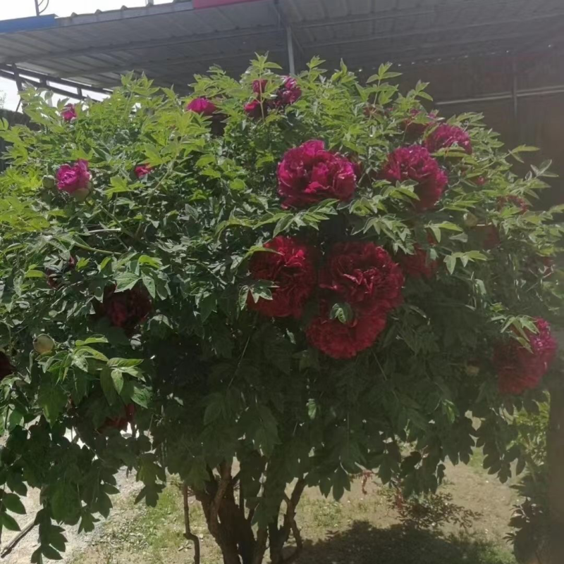 牡丹花