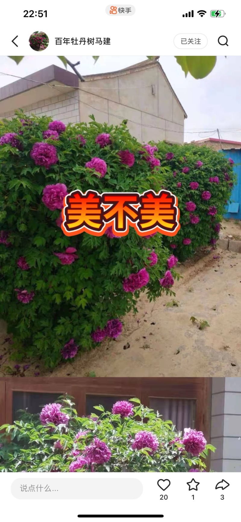 牡丹花