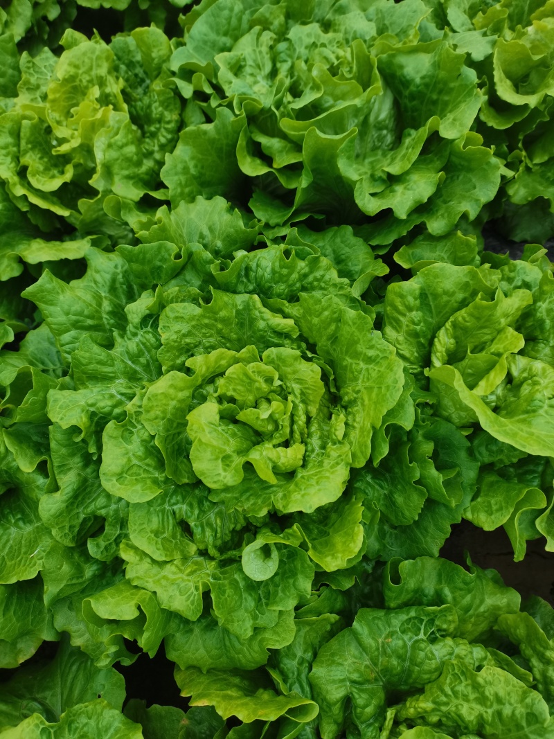 生菜