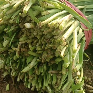 基地大棚韭菜大量现货