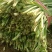 基地大棚韭菜大量现货