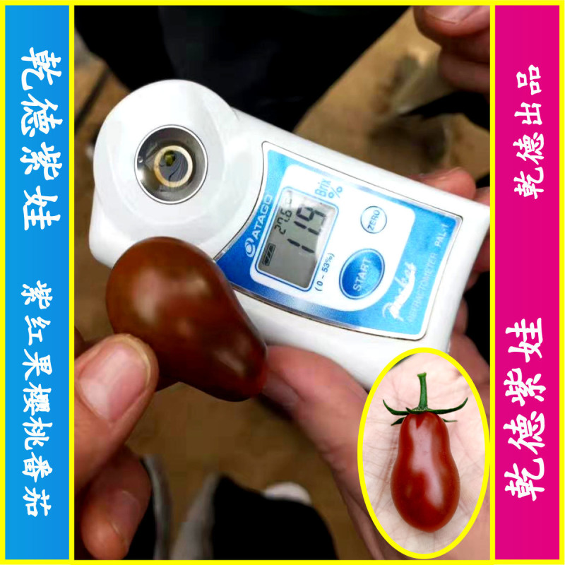 乾德紫娃紫红色樱桃番茄种子早春秋延茬口栽培