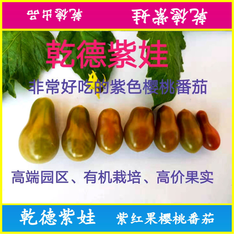 乾德紫娃紫红色樱桃番茄种子早春秋延茬口栽培