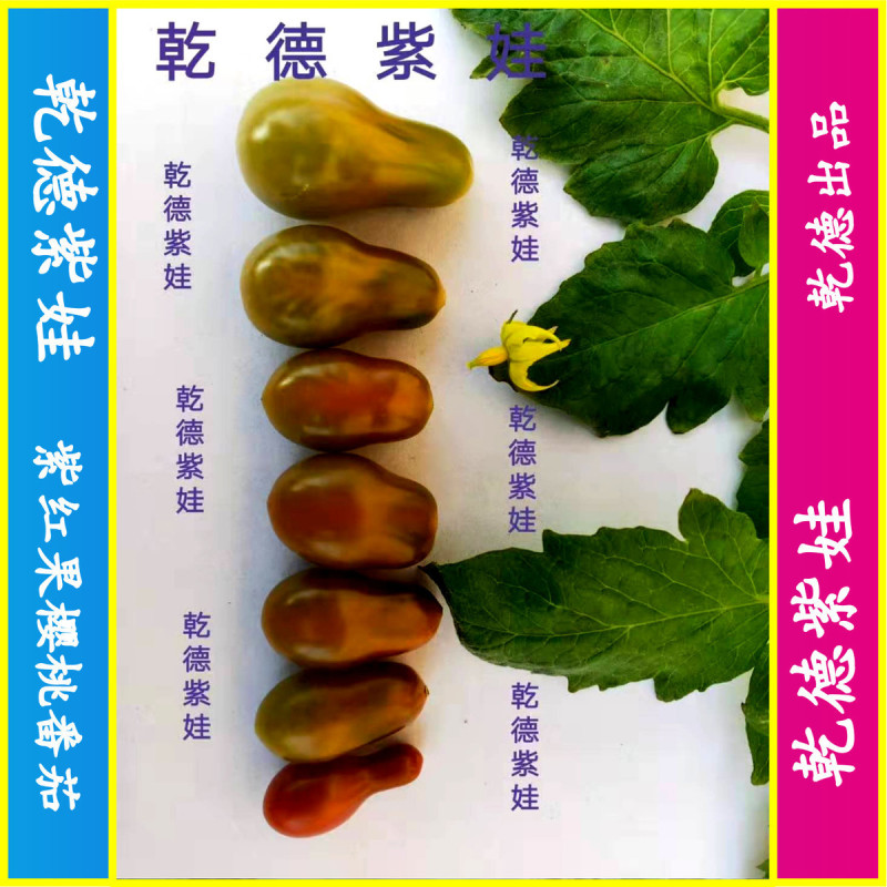 乾德紫娃紫红色樱桃番茄种子早春秋延茬口栽培