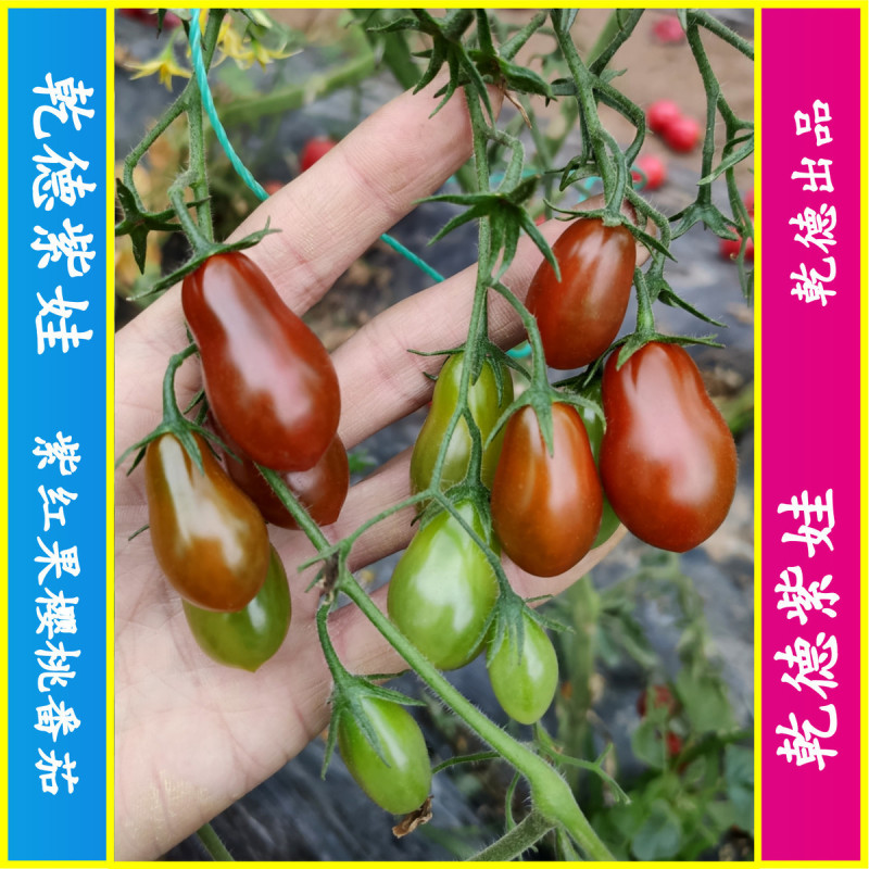 乾德紫娃紫红色樱桃番茄种子早春秋延茬口栽培