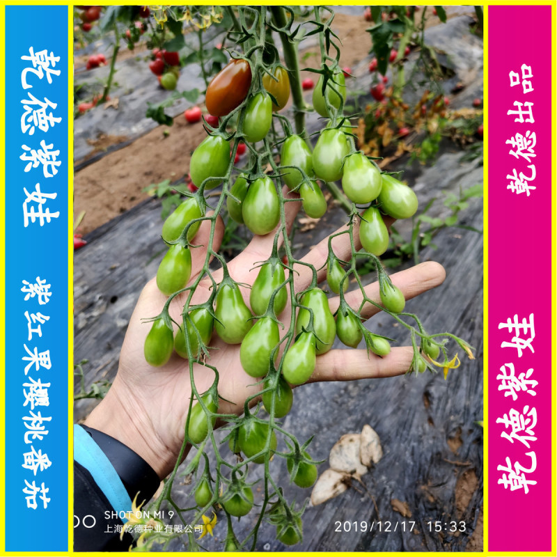 乾德紫娃紫红色樱桃番茄种子早春秋延茬口栽培