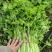 山东芹菜大量上市产地对接商超农贸电商支持全国发货诚信经营