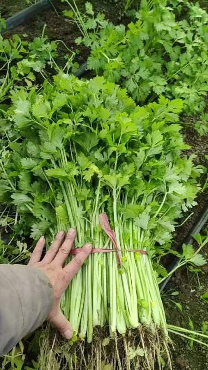 山东芹菜大量上市产地对接商超农贸电商支持全国发货诚信经营