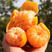 广西砂糖橘纯甜无渣果面干净小叶橘大型平台有优惠