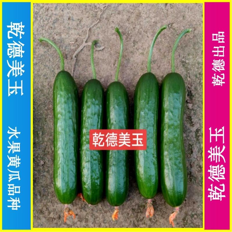 乾德美玉杂交水果黄瓜种子黑油亮口感好植株长势强四季蔬