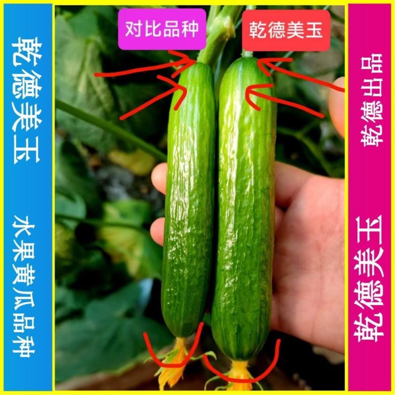 乾德美玉杂交水果黄瓜种子黑油亮口感好植株长势强四季蔬