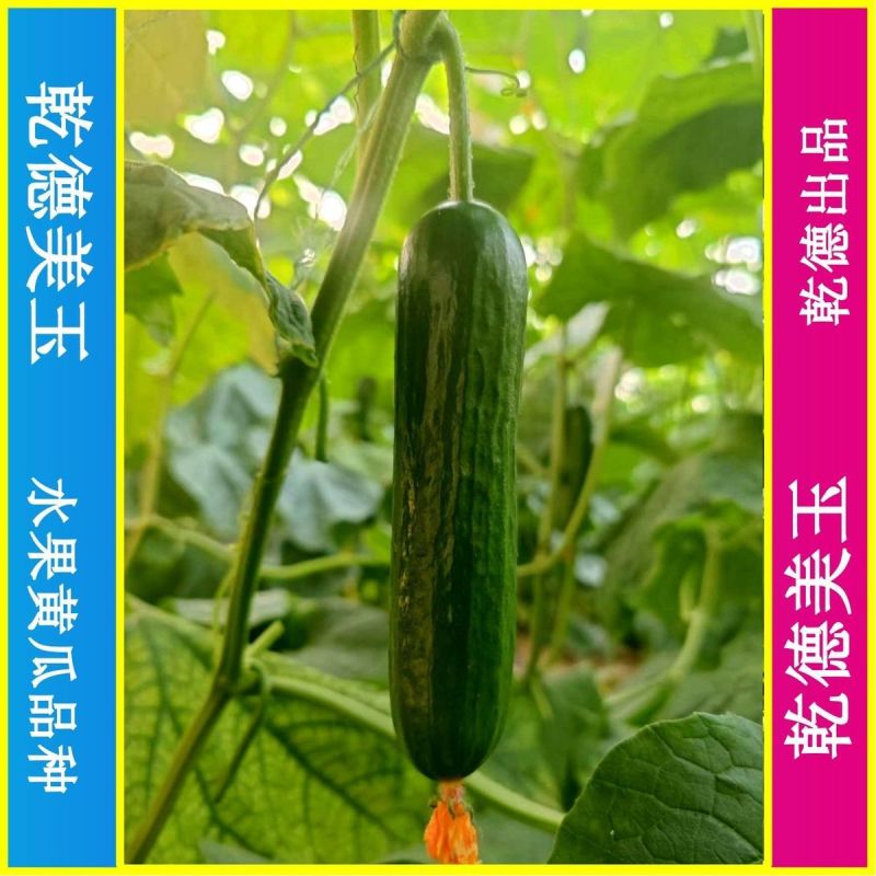 乾德美玉杂交水果黄瓜种子黑油亮口感好植株长势强四季蔬