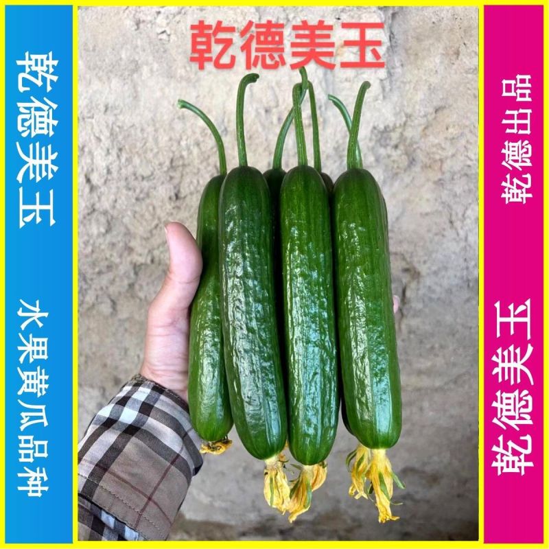 乾德美玉杂交水果黄瓜种子黑油亮口感好植株长势强四季蔬