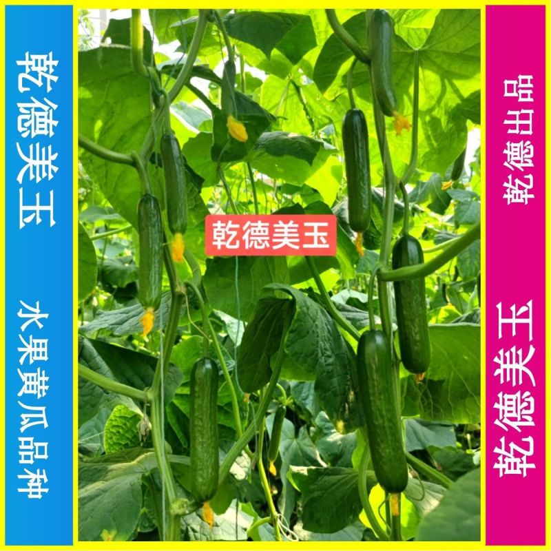 乾德美玉杂交水果黄瓜种子黑油亮口感好植株长势强四季蔬
