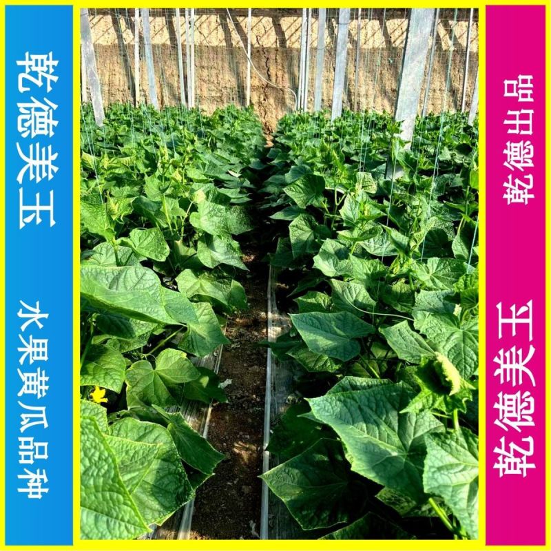 乾德美玉杂交水果黄瓜种子黑油亮口感好植株长势强四季蔬