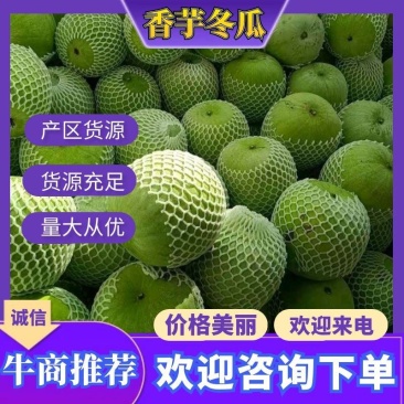 香芋冬瓜基地直供货源充足专业打包团队欢迎老板看货