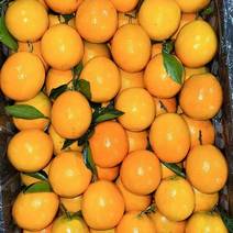 湖南纽荷尔脐橙精品发货，产地大量上市，一首货源