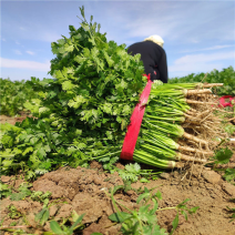 【铁杆青香菜】山东精品香菜产地大量发货全国有需致电详谈