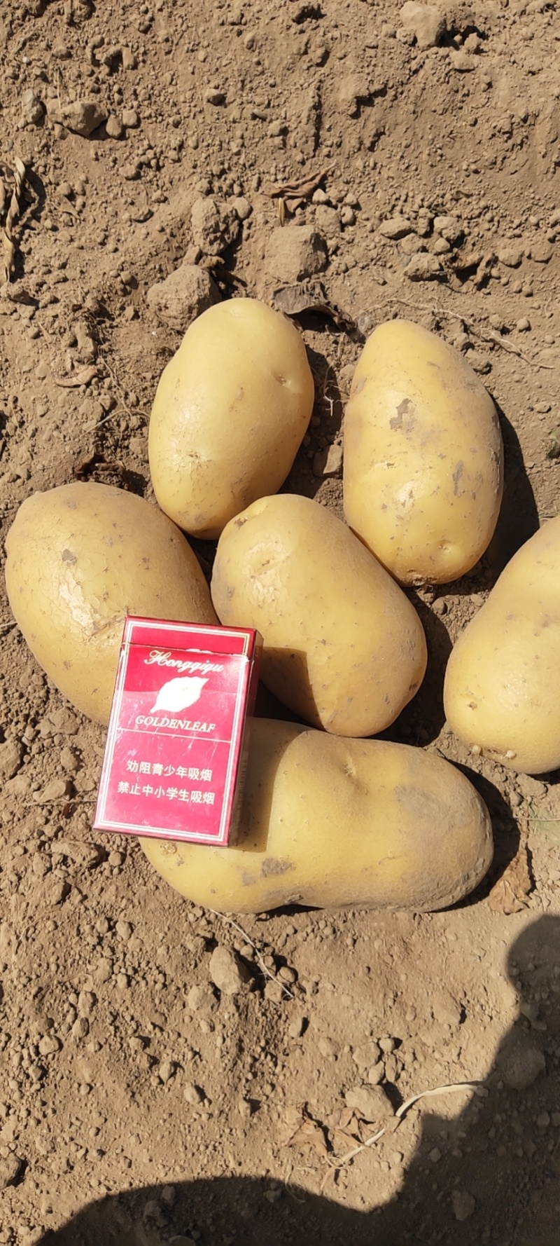 河南通许黄皮黄心土豆，质量好，价格优，质量三包视频看货
