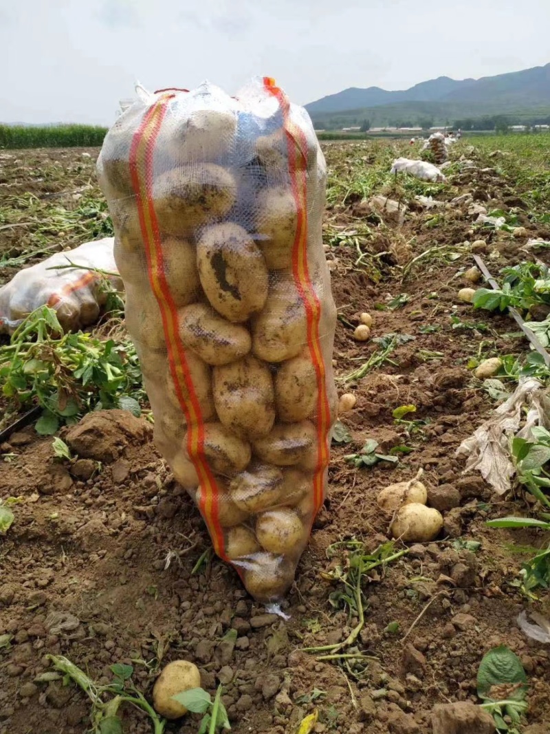 河南通许黄皮黄心土豆，质量好，价格优，质量三包视频看货