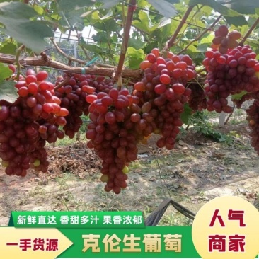 克伦生葡萄，产地货源，供货稳定，可视频看货