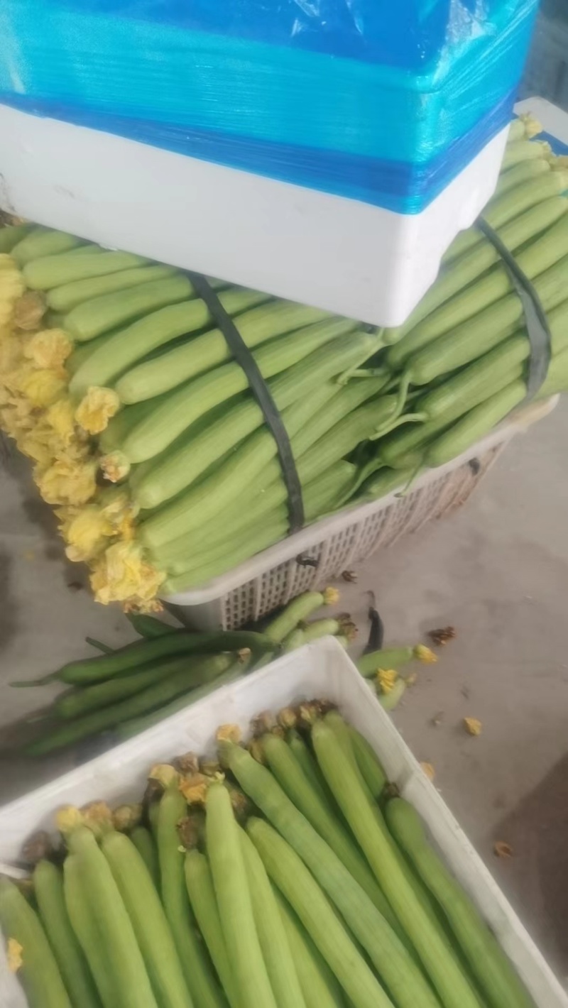 产地直供精品丝瓜可持续大量供货价格优惠欢迎咨询