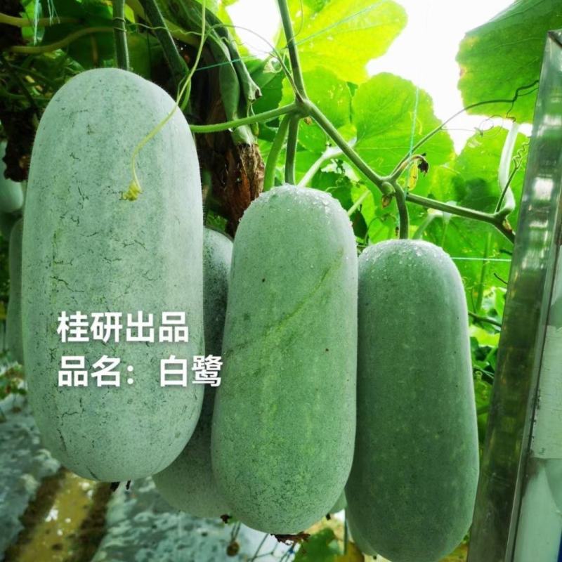 白鹭台湾小冬瓜种子正品早熟瓜长圆筒形粉皮白色绿肉脆甜节瓜