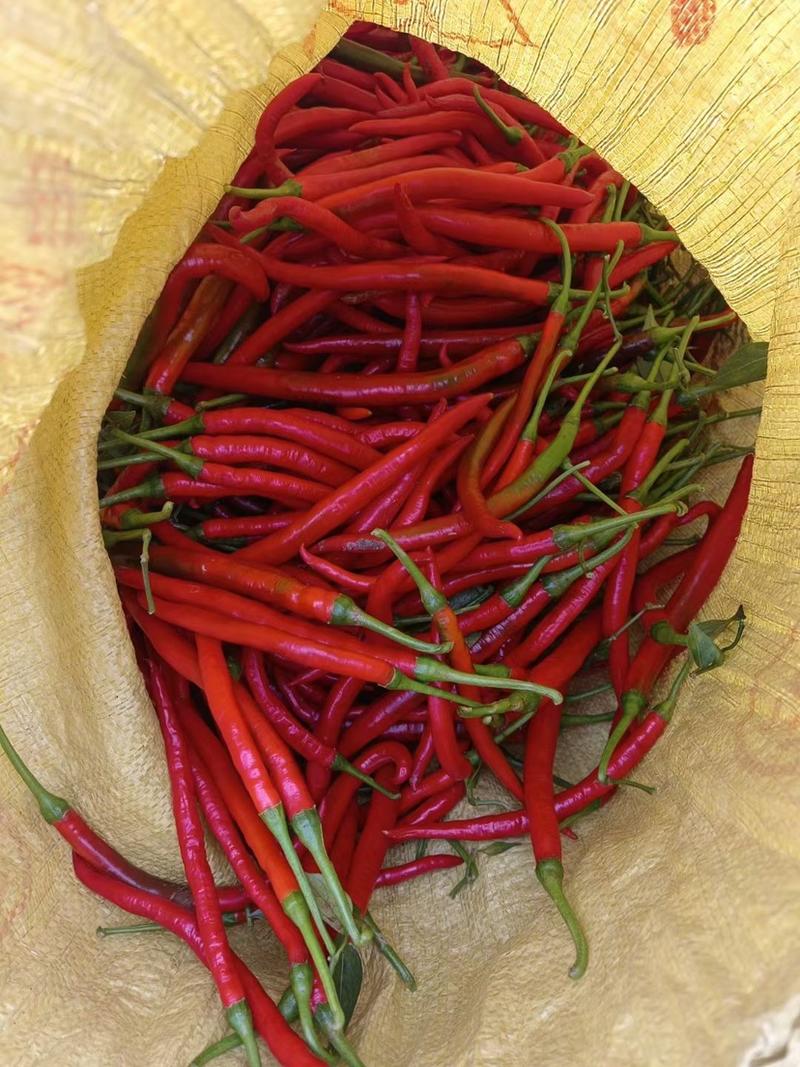 鲜辣椒3号8号红线椒，红小米，海花红，品种齐全！