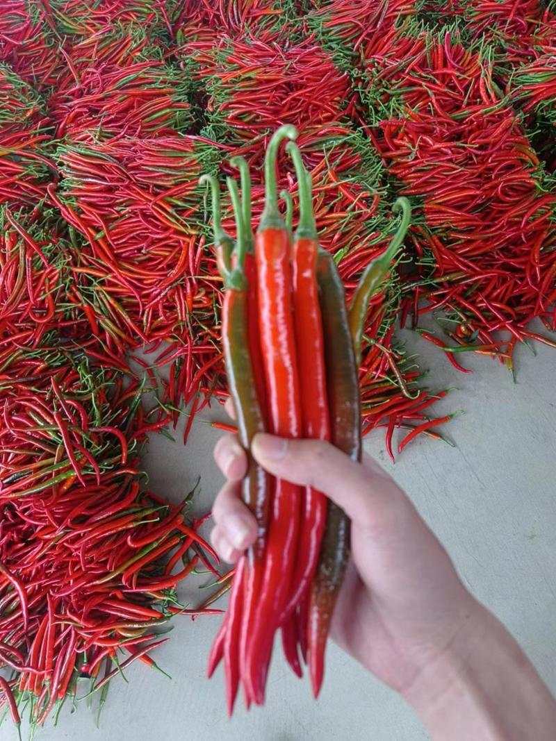 鲜辣椒3号8号红线椒，红小米，海花红，品种齐全！