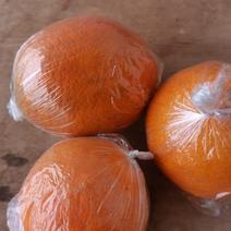 四川橙子锦橙套代果色红光亮水分足甜度13产地直供价格详谈