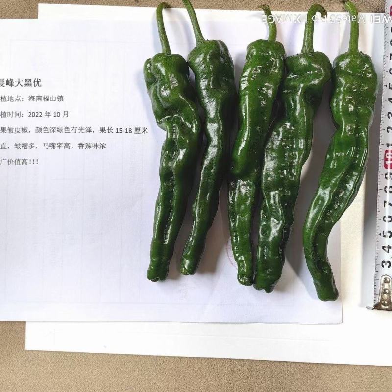 精品大果黑优皱皮辣椒种子皮薄质脆辣味香浓大黑绿皮马嘴型辣