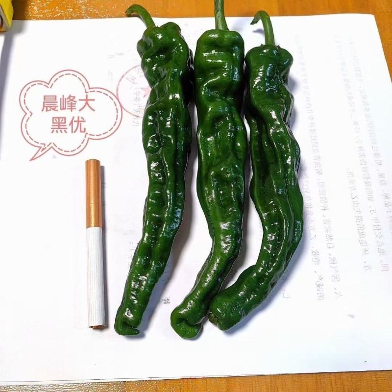 精品大果黑优皱皮辣椒种子皮薄质脆辣味香浓大黑绿皮马嘴型辣