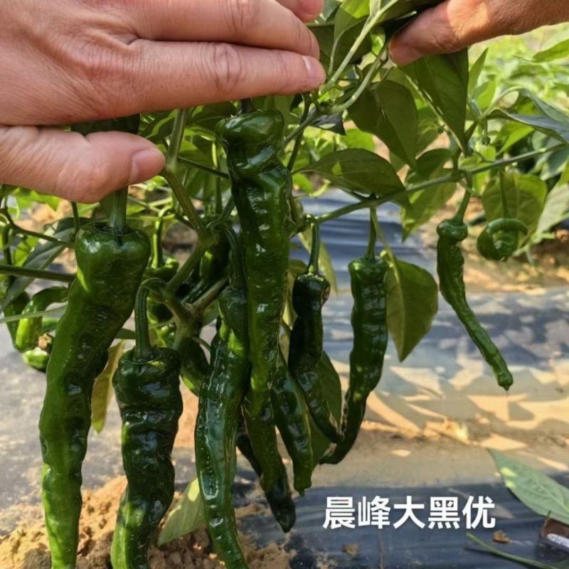 精品大果黑优皱皮辣椒种子皮薄质脆辣味香浓大黑绿皮马嘴型辣