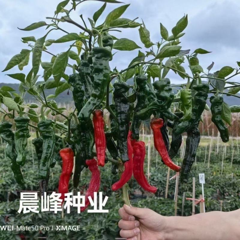 精品大果黑优皱皮辣椒种子皮薄质脆辣味香浓大黑绿皮马嘴型辣