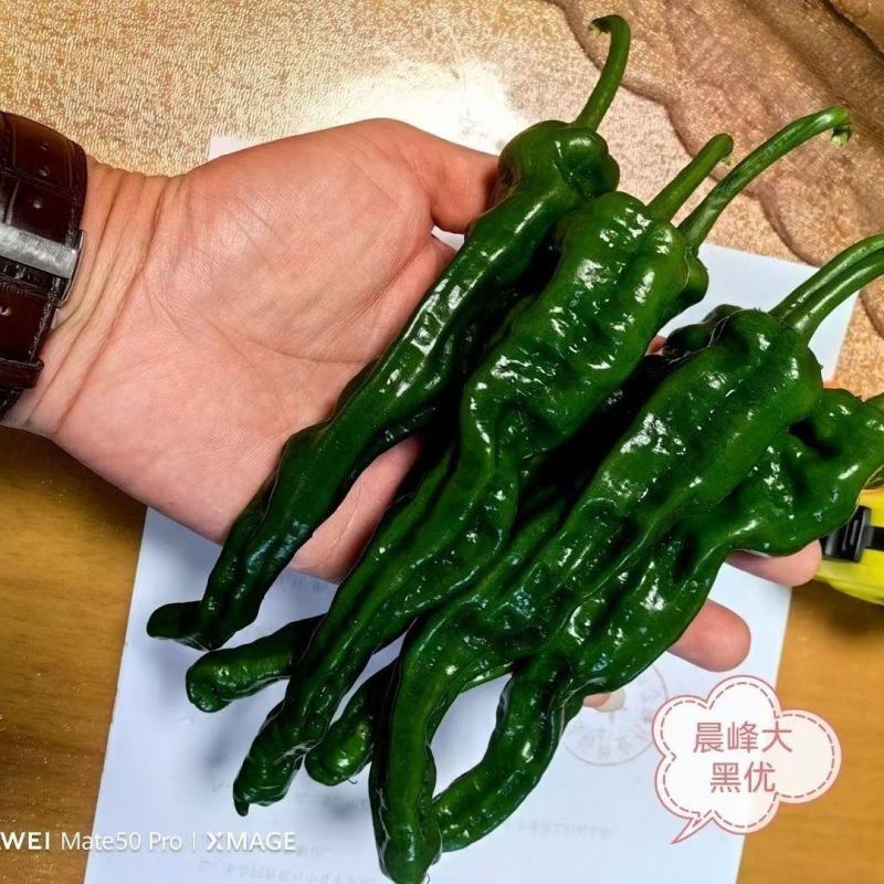 精品大果黑优皱皮辣椒种子皮薄质脆辣味香浓大黑绿皮马嘴型辣
