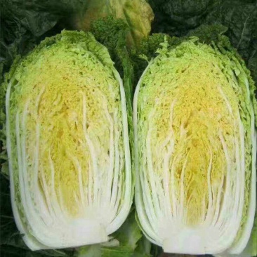 湖北天门精品黄心白菜质量保障价格低需要客商欢迎前来洽谈