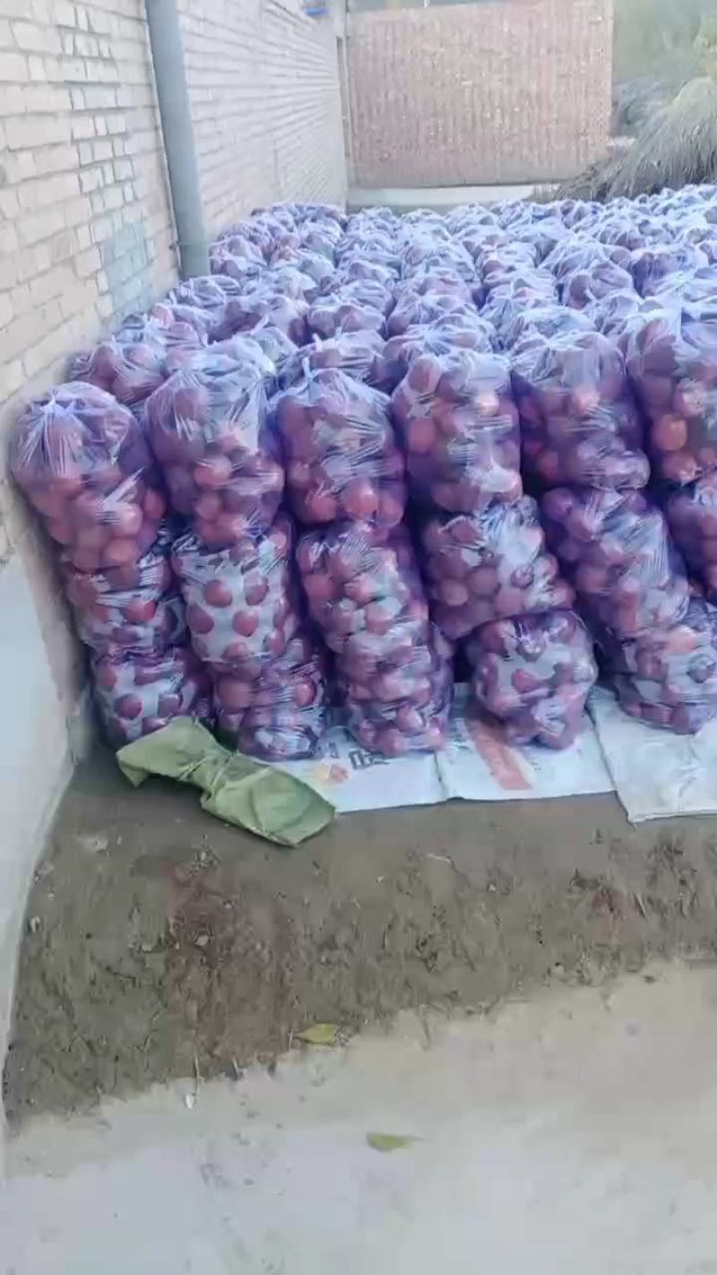 甘肃花牛海拔一千六百苹果大量有货电商货，团购货，市场货