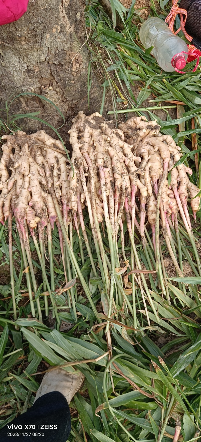 大量供应竹姜，小名火姜，短姜