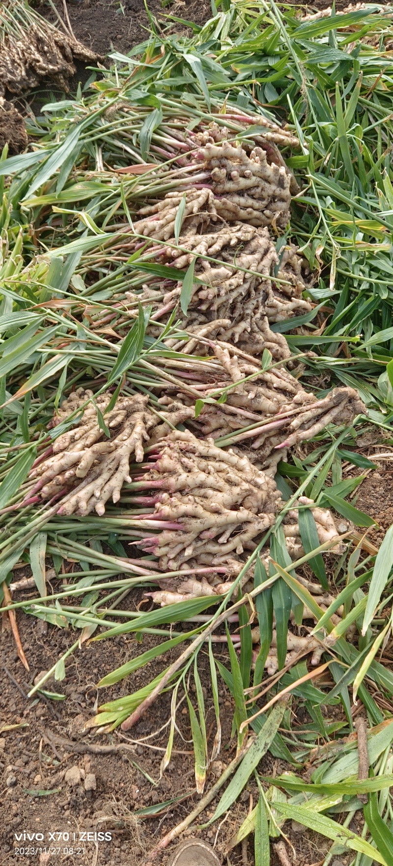 大量供应竹姜，小名火姜，短姜