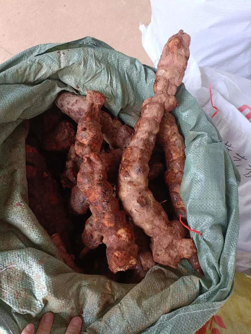 云南土茯苓，长期供应货源！实力供应商！