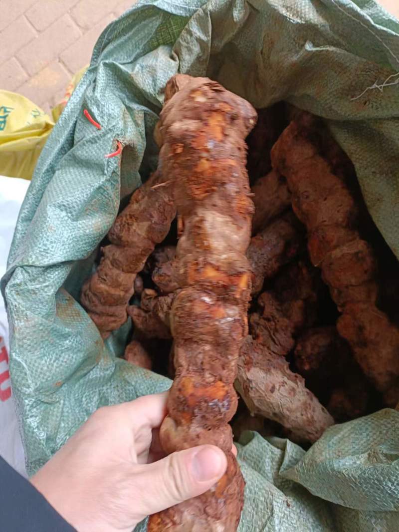 云南土茯苓，长期供应货源！实力供应商！