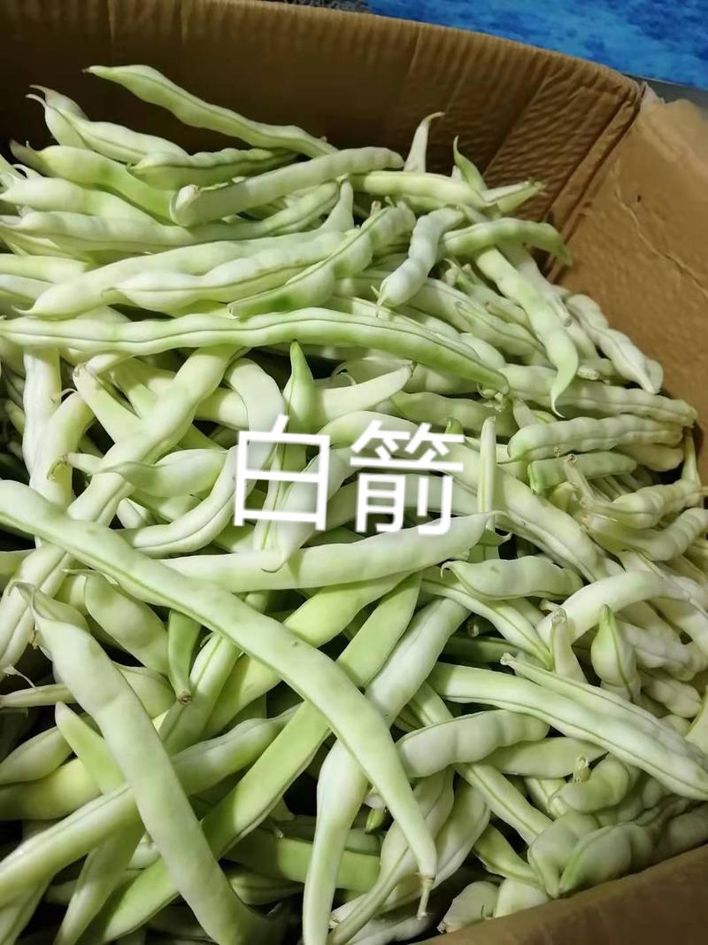 无筋架豆王种子太空白箭特嫩架豆种子荚长条直白绿高产春秋